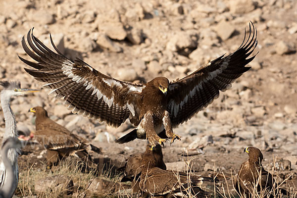 Steppenadler (Aquila nipalensis)