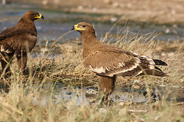 Steppenadler (Aquila nipalensis)