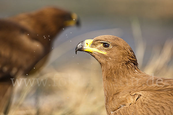 Steppenadler (Aquila nipalensis)