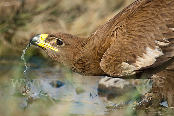 Steppenadler (Aquila nipalensis)