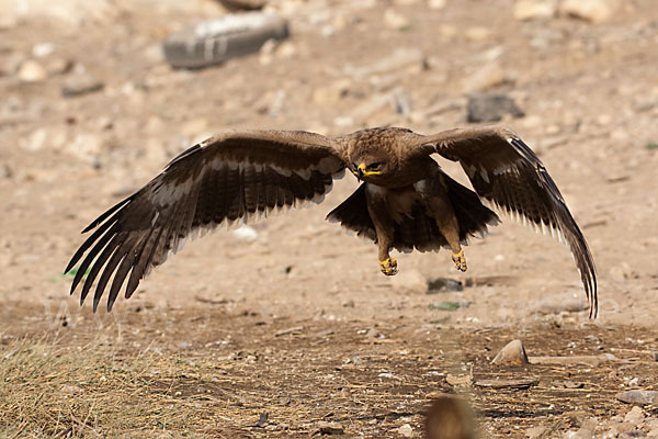 Steppenadler (Aquila nipalensis)