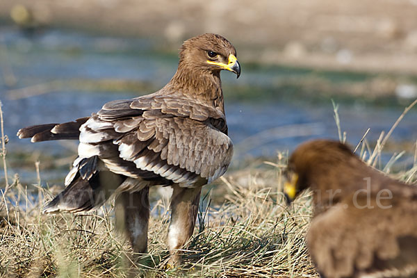 Steppenadler (Aquila nipalensis)