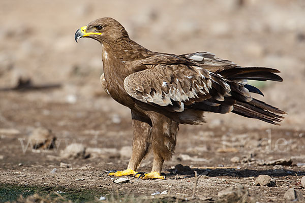 Steppenadler (Aquila nipalensis)