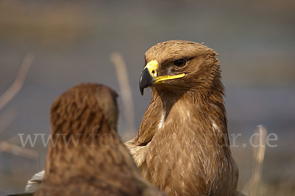 Steppenadler (Aquila nipalensis)