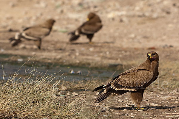 Steppenadler (Aquila nipalensis)