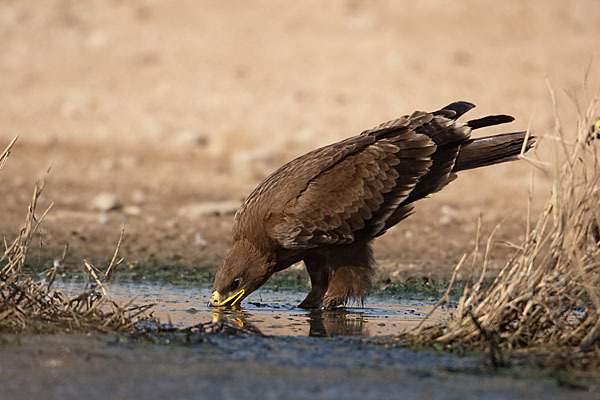 Steppenadler (Aquila nipalensis)