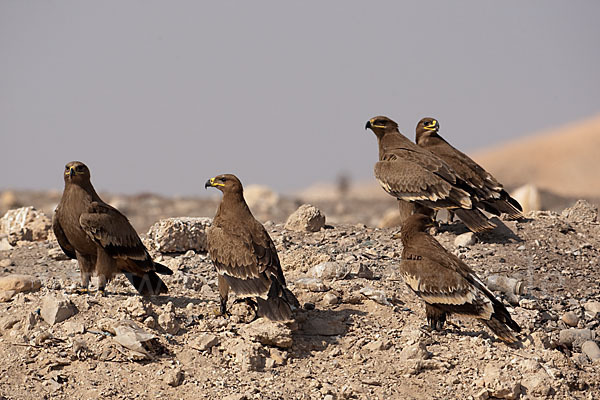 Steppenadler (Aquila nipalensis)