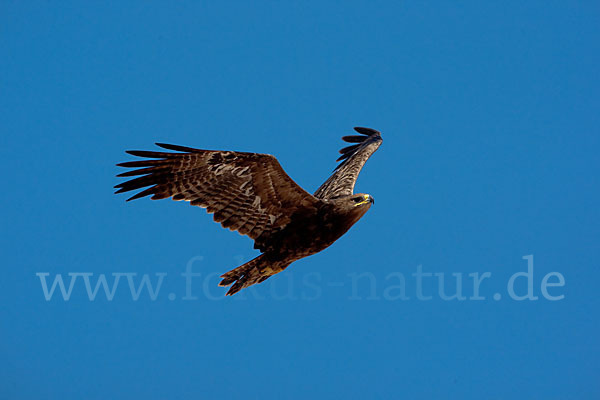 Steppenadler (Aquila nipalensis)