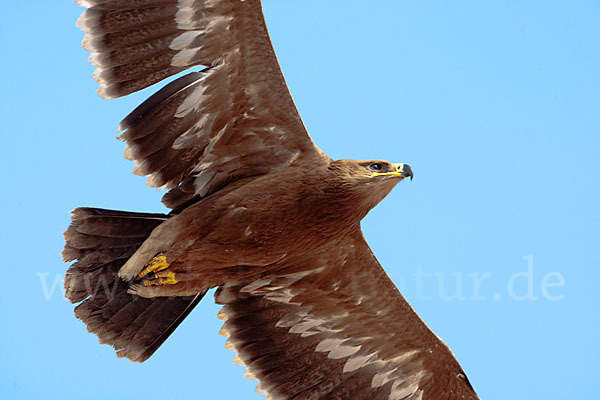 Steppenadler (Aquila nipalensis)