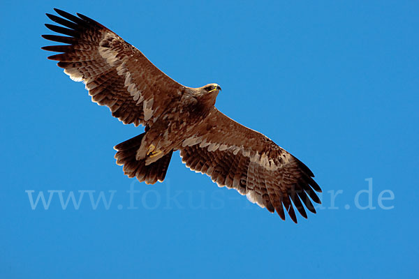 Steppenadler (Aquila nipalensis)