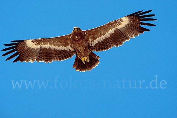 Steppenadler (Aquila nipalensis)