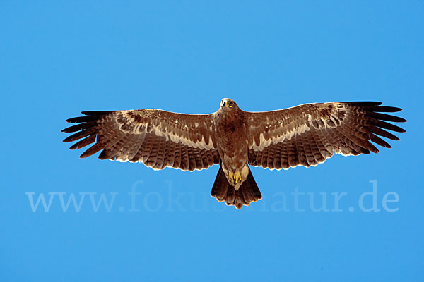 Steppenadler (Aquila nipalensis)