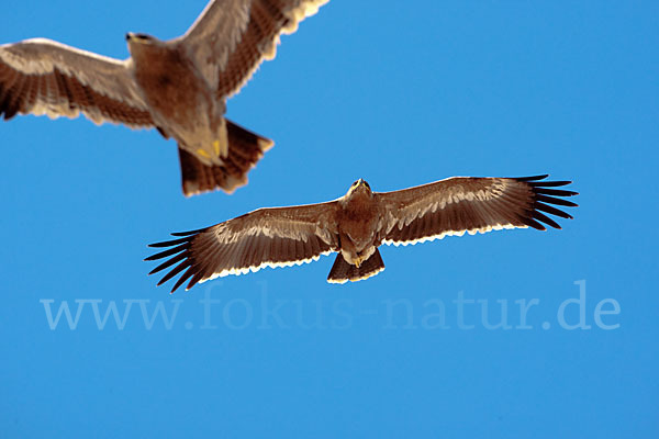 Steppenadler (Aquila nipalensis)