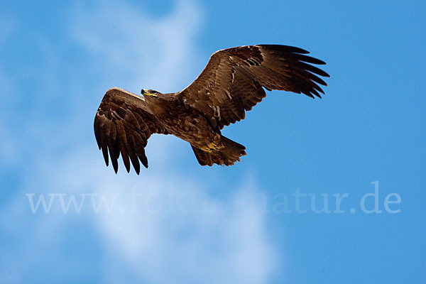 Steppenadler (Aquila nipalensis)