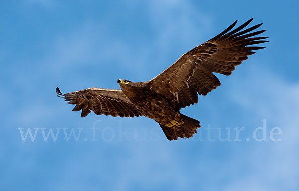 Steppenadler (Aquila nipalensis)