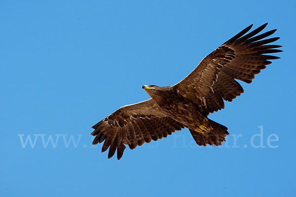 Steppenadler (Aquila nipalensis)