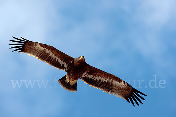 Steppenadler (Aquila nipalensis)