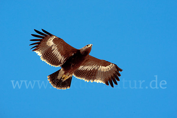 Steppenadler (Aquila nipalensis)