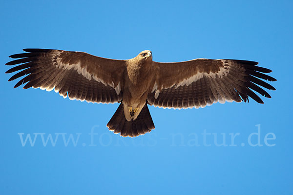 Steppenadler (Aquila nipalensis)