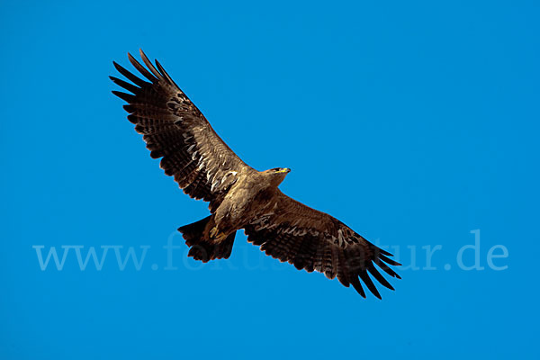 Steppenadler (Aquila nipalensis)