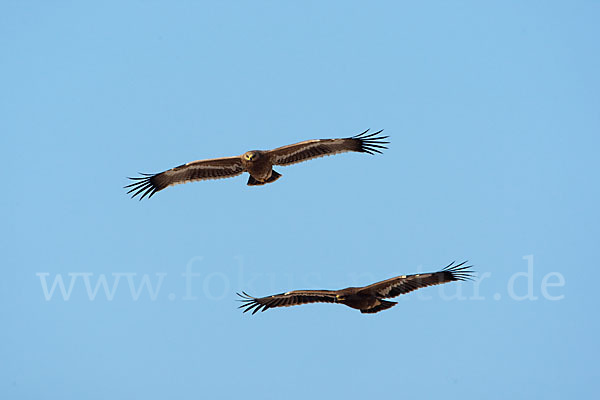 Steppenadler (Aquila nipalensis)