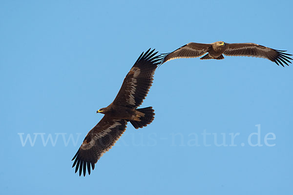 Steppenadler (Aquila nipalensis)