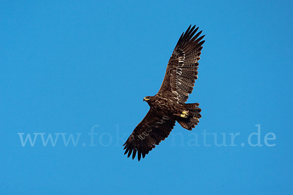 Steppenadler (Aquila nipalensis)