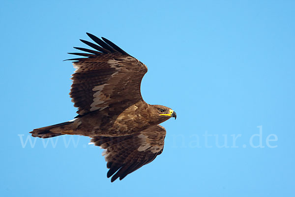 Steppenadler (Aquila nipalensis)