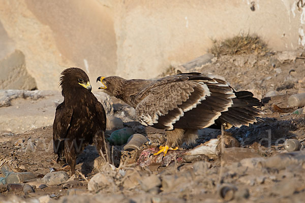 Steppenadler (Aquila nipalensis)