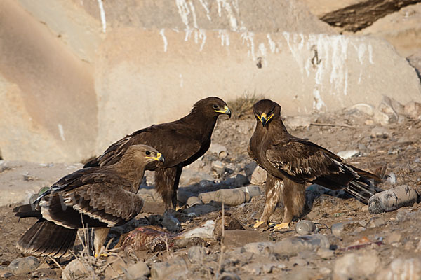 Steppenadler (Aquila nipalensis)