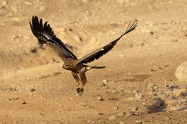 Steppenadler (Aquila nipalensis)