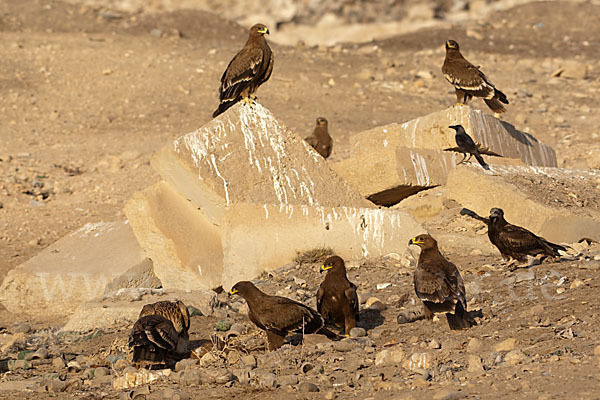 Steppenadler (Aquila nipalensis)