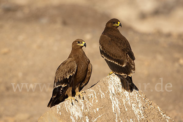 Steppenadler (Aquila nipalensis)