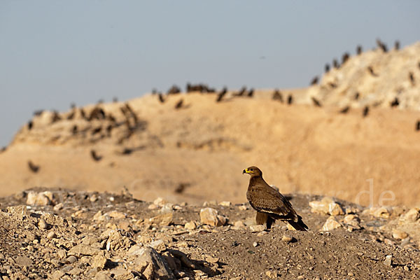 Steppenadler (Aquila nipalensis)