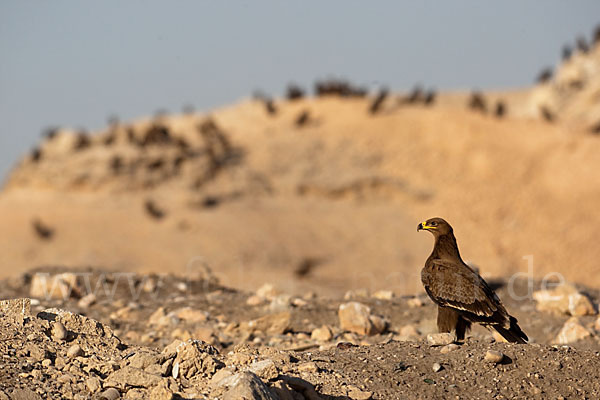 Steppenadler (Aquila nipalensis)