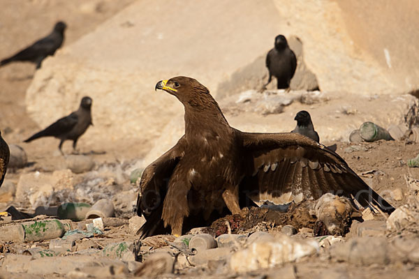 Steppenadler (Aquila nipalensis)