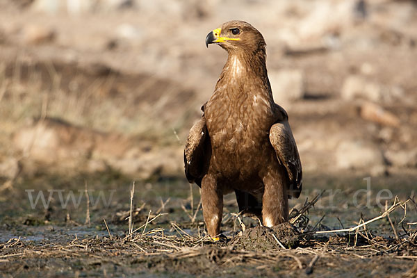 Steppenadler (Aquila nipalensis)