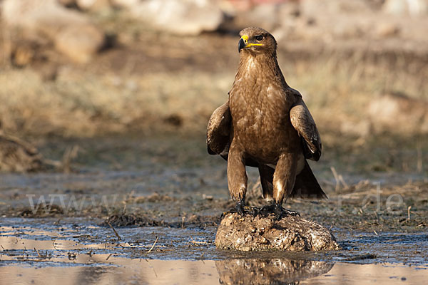 Steppenadler (Aquila nipalensis)