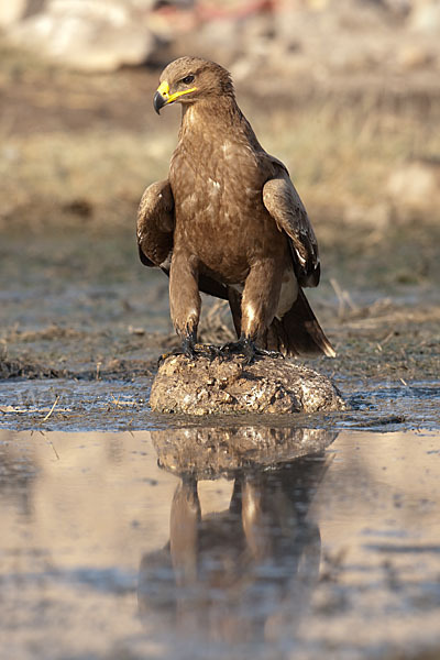 Steppenadler (Aquila nipalensis)