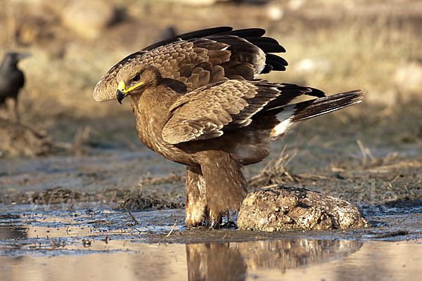 Steppenadler (Aquila nipalensis)