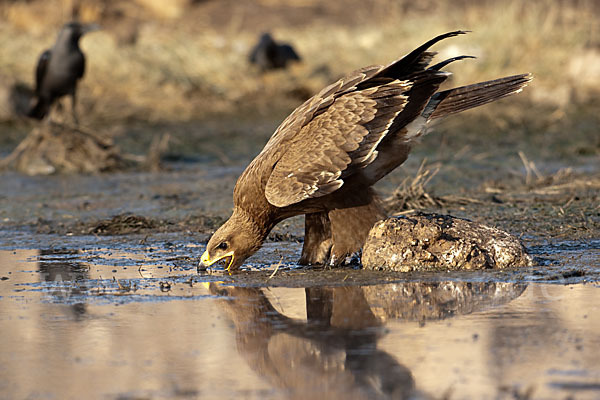 Steppenadler (Aquila nipalensis)