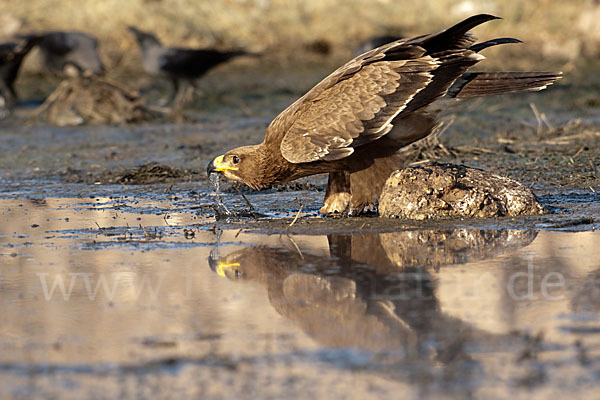 Steppenadler (Aquila nipalensis)