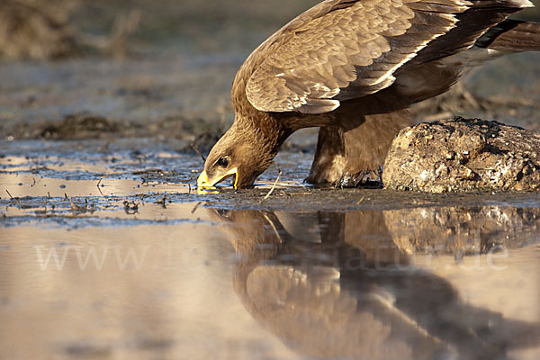 Steppenadler (Aquila nipalensis)