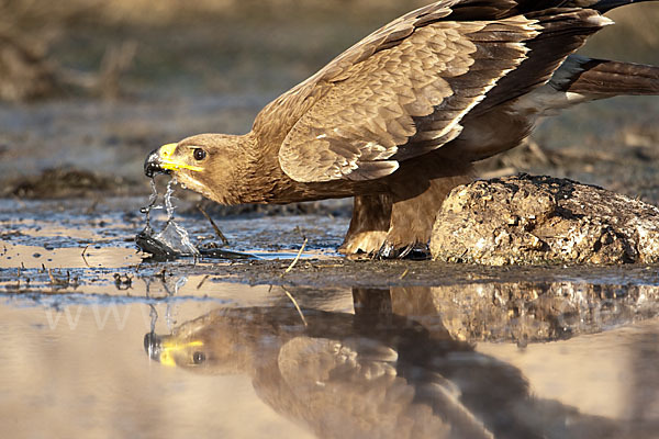 Steppenadler (Aquila nipalensis)