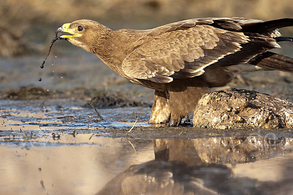 Steppenadler (Aquila nipalensis)