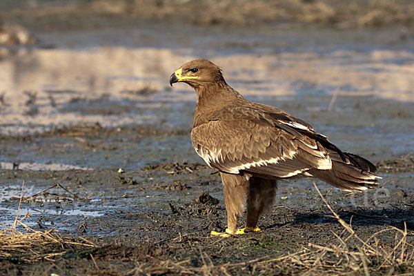 Steppenadler (Aquila nipalensis)