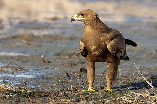 Steppenadler (Aquila nipalensis)