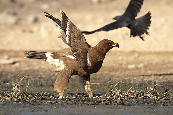 Steppenadler (Aquila nipalensis)