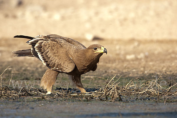 Steppenadler (Aquila nipalensis)