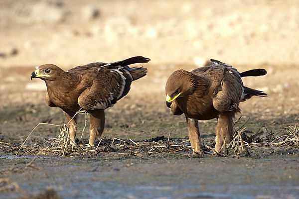 Steppenadler (Aquila nipalensis)